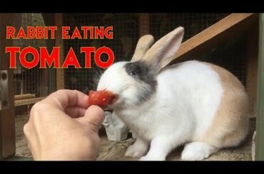 Rabbit Eating Tomato