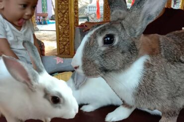 My Baby Make Fun With Rabbit By Animals Khmer