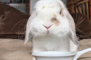 おやつを食べているときの出来事です！！ホーランドロップ うさぎ  Holland Lop  Rabbit  Child rabbit ＃214