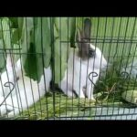 Wonderful Two Rabbits video