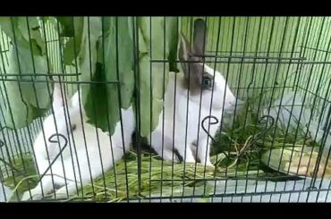Wonderful Two Rabbits video