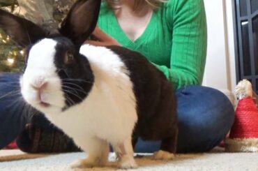 Rabbit Opening Christmas Present!