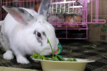 Cute bunny eating his morning veggies