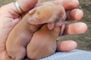 NEWBORN FLEMISH GIANT BUNNIES