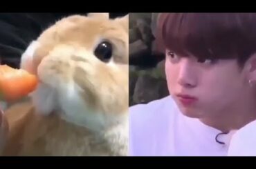 Bts jungkook being a bunny, cute kooky