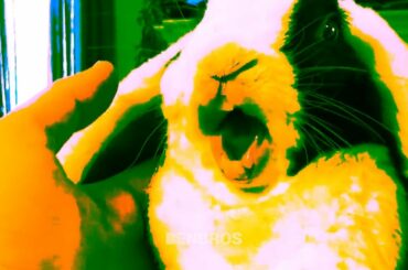 When rabbit learns he is adopted, he speaks English