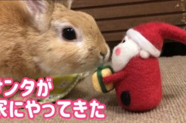 【うさぎ】サンタが家にやって来た！【かわいい】Cute rabbit #71