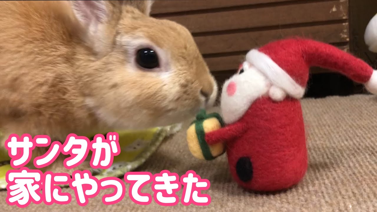 【うさぎ】サンタが家にやって来た！【かわいい】Cute rabbit #71