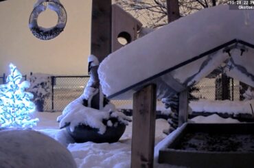 Snowshoe Hare (Cute Bunny Stand) ... LIVE Backyard Animals - Alberta, Canada