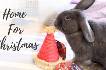 Home for Christmas! Presents for Bunnies!
