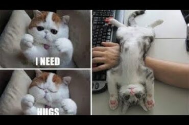 Cute baby animals Videos Compilation cute moment of the animals   Soo Cute! #45