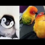 Cute baby animals Videos Compilation cute moment of the animals   Soo Cute! #56