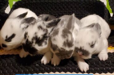 SUPER CUTE MINILOP BABY BUNNIES