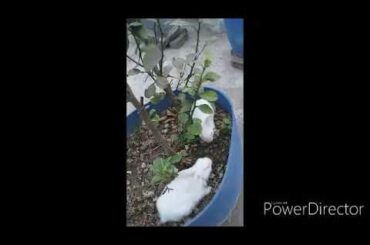 My cute Rabbit ||Khorgosh