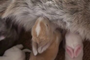 **How to Fighting Baby Rabbit for Drinking Their Mother's Breastfeeding**