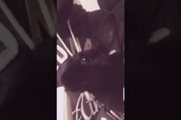 ارنوب ارنوبي يحب يأكل موز cute rabbit