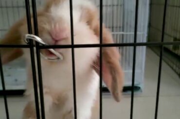 My Cute Bunny Rabbit Animal