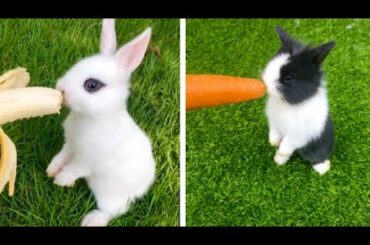Funny Rabbit And Cute Rabbit Videos  Compilation 2020 (Ep-17)