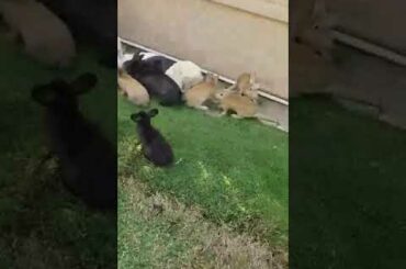 These rabbit are so cute