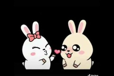 Cute bunny🐇🐇🐇🐇🐇