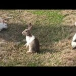 Beautiful White Rabbits | Cute rabbits.