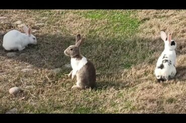 Beautiful White Rabbits | Cute rabbits.
