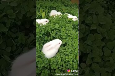 Cute rabbits
