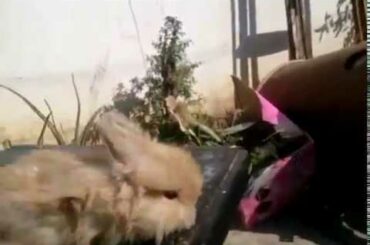 Lion Head  Angora  Rabbit Bunnies Brown