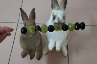 Cute bunny stand eating grape