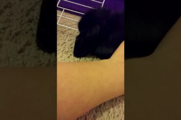 Playing with My new Bunny