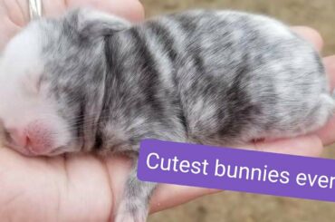 My cutest baby bunnies photo compilation