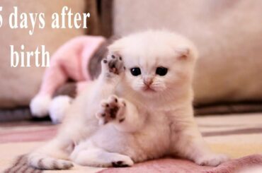 ✔️ 25 Days After Birth | Funny British kitten | Bites and plays with his mom