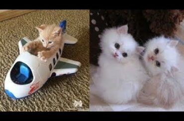 Cute baby animals Videos Compilation cute moment of the animals   Soo Cute! #62