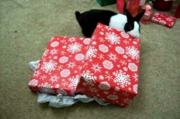 Pipkin the Christmas Bunny