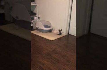 Cute bunny acting like a puppy