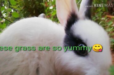 PO, THE LILL RABBIT, VIDEO 1🐇😘😍