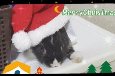 【ミニウサギぐりむ】MerryChristmas!!【rabbit】