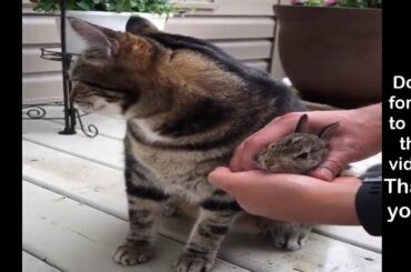 Funny Bunny Rabbit Videos! | Cute Rabbits