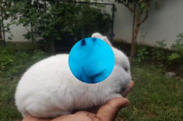 Rabbit bunnies..15 days old... cute... Rabbit Farm, West Tambaram