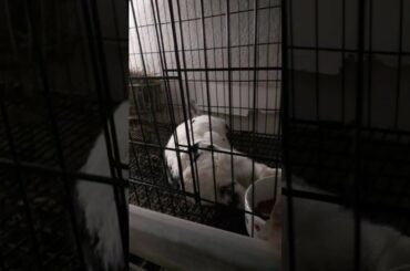 sleeping pintsize bunny