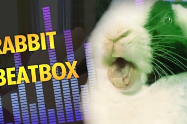 When Rabbit realizes he is adopted, he beatboxes