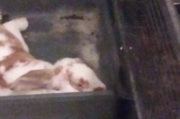 Meet my bunny Mr. Kipper