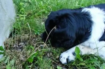 Dethan watches over baby bunnies (abridged version)