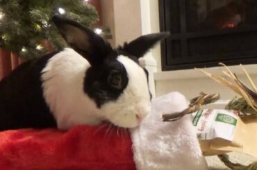 Rabbit opening his Christmas stocking!