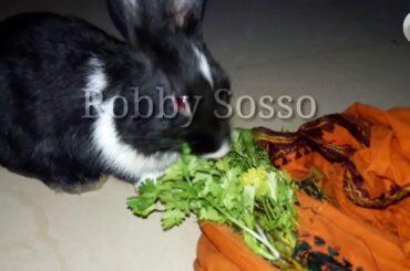 Rabbit searching food | rabbit eating food |By Robby Sosso