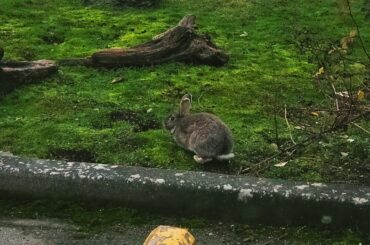Wild Bunny Rabbits
