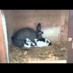 Rabbit passes out after quickie!