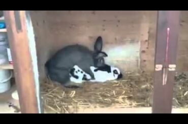 Rabbit passes out after quickie!