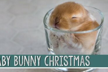 Baby Bunny Christmas