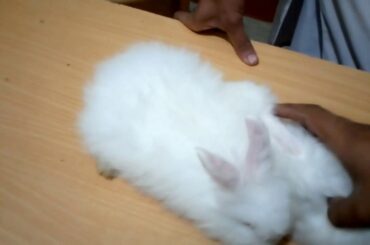Giant angora white rabbits